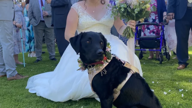 Your Dog at your Wedding wedding event dog daycare